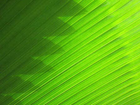 beautiful palm leaves of tree in sunlight