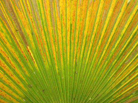 beautiful palm leaves of tree in sunlightの写真素材