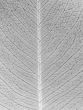 Macro patterned leaves gray backgroundの写真素材