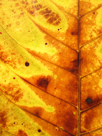 leaf texture grunge styleの写真素材