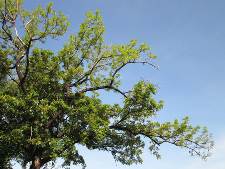 Spring green tree against blue skyの写真素材