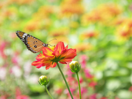 Beautiful butterfly on a blossom cosmos flower
