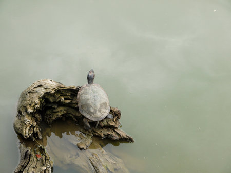 Turtle on a stump in the water