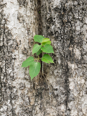Small Bodhi Treeの写真素材