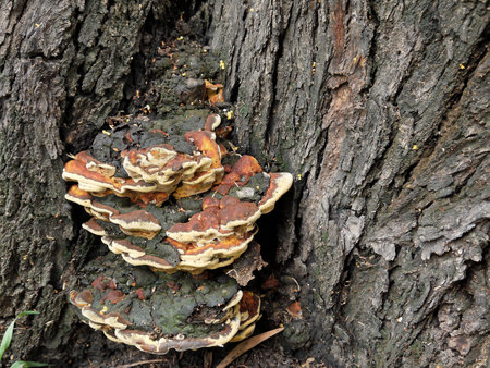 Mushrooms on a tree
