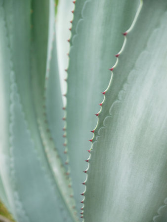 Closeup on cactus thornsの写真素材