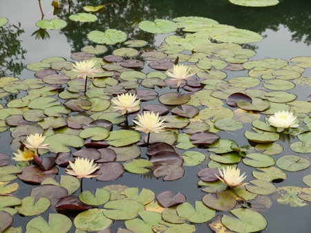 yellow lotusの写真素材