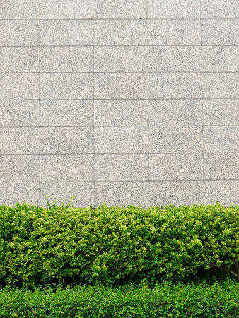 The beautiful decorative plant on the modern wall