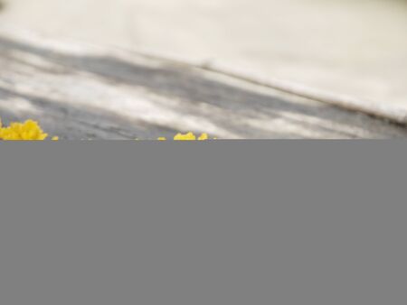 closeup Yellow jelly mushroom growing on woodの写真素材