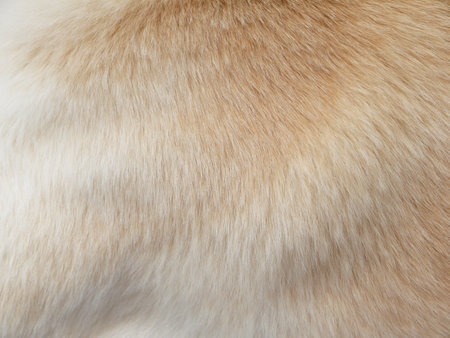 Macro Dog Hairの写真素材