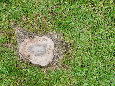 Tree stump on grassの写真素材