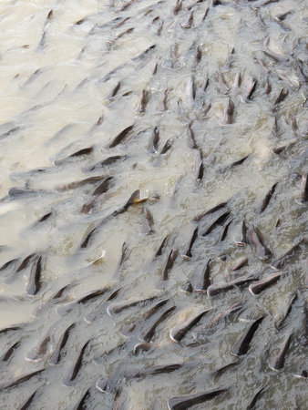 Many fishes are fight over for food ,feeding fish river front of the temple Thailandの写真素材