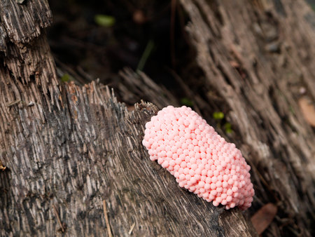 Close up Golden apple snail eggsの写真素材