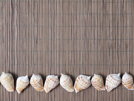 Shells of woven bambooの写真素材