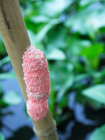 Apple snail eggsの写真素材