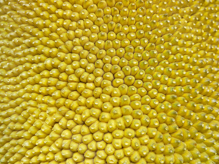 closeup texture jackfruit peel have thorn