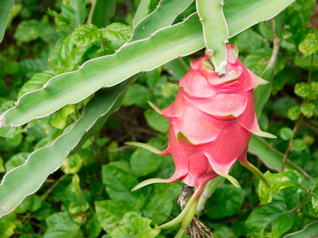 dragon fruit in gardenの写真素材