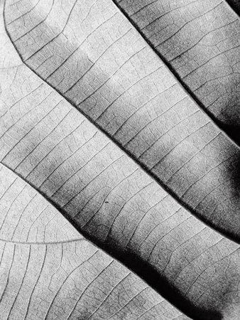 Macro view on textured autumn leafの写真素材