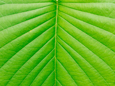 green leaf texture