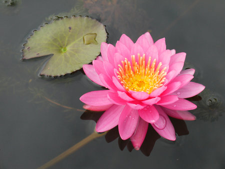 pink lotusの写真素材