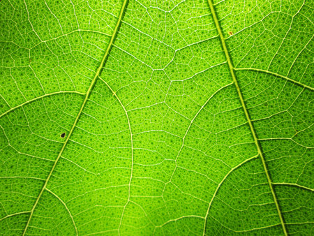 closeup green leaf texture