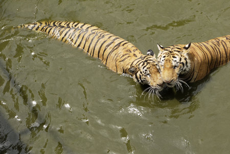 Tigers love the waterの写真素材