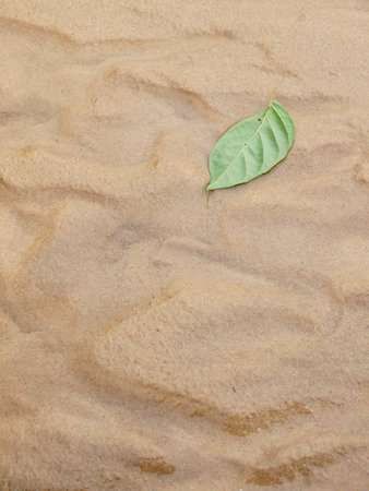 sand texture with leafの写真素材