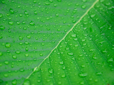 Closeup of water drops on a green leafの写真素材