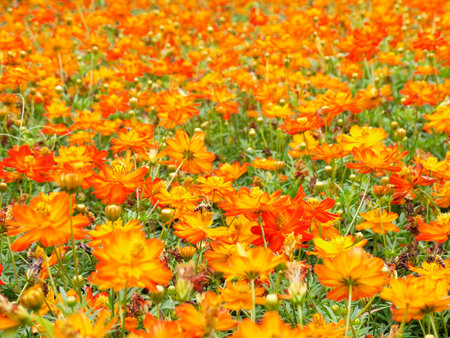 orange cosmos flowerの写真素材