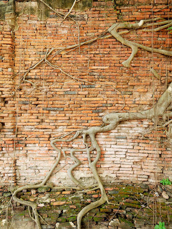 The tree roots on the old brick wall backgroundの写真素材