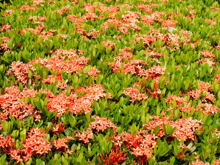 Ixora red flowerの写真素材