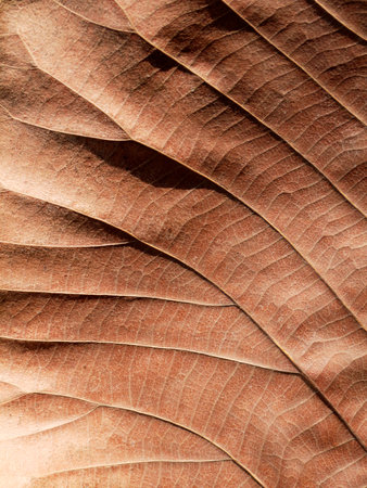 Dry brown leaf texture (teak leaf)の写真素材