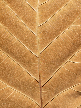 Macro view on textured autumn brown leafの写真素材