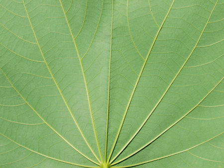 close up of green leaf texture ( bauhinia purpurea leaf )の写真素材