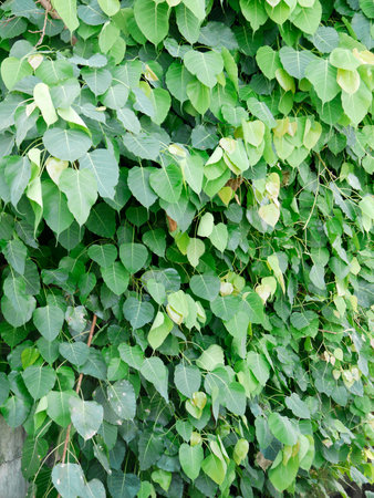 Peepal or bodhi leave from the bodhi tree