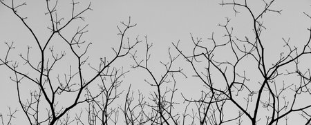 tree branches isolated on white background