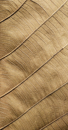 dry brown leaf texture