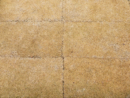Dry grass landの写真素材