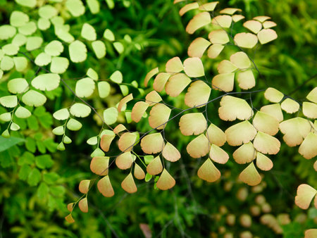 Closeup to a Black Maidenhair fern (Adiantum capillus-veneris)の写真素材