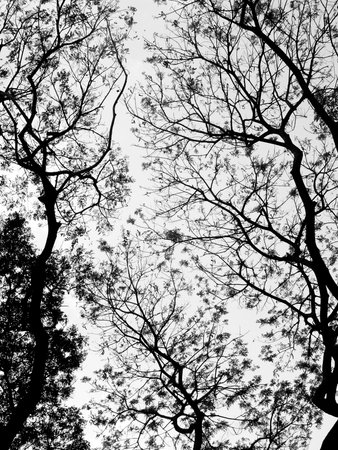 Silhouette of tree. Black and white