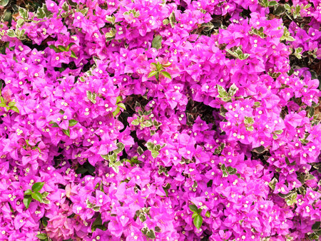 Close up Purple Bougainvillea flower in the garden