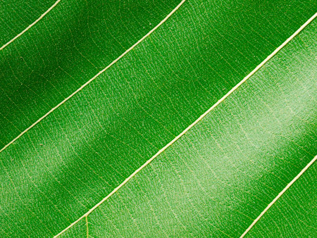 green leaf texture ( teak leaf )