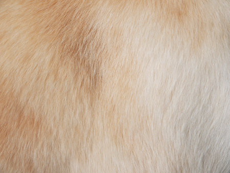 Macro Dog Hairの写真素材