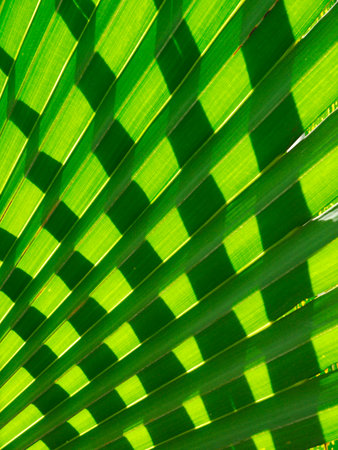 beautiful palm leaves of tree in sunlight