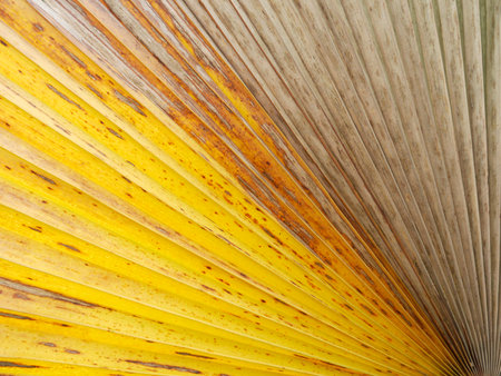 dry palm leaf textureの写真素材