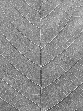 gray leaf textureの写真素材