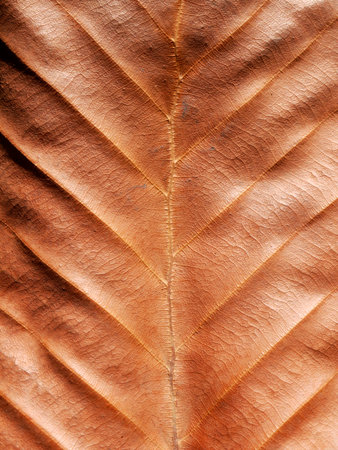 Dry brown leaf texture (teak leaf)の写真素材