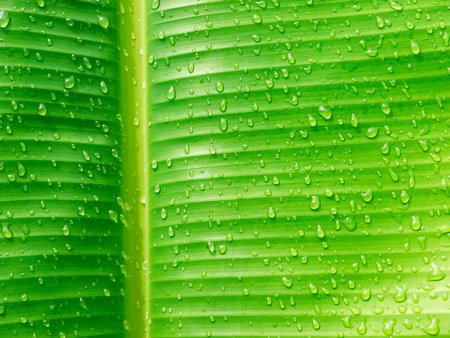 raindrop on banana leafの写真素材