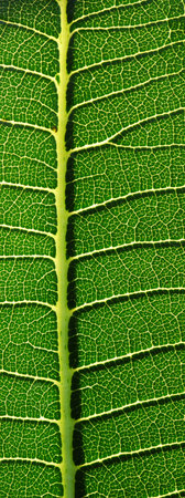 Patterned green leaves of the Plumeria tree