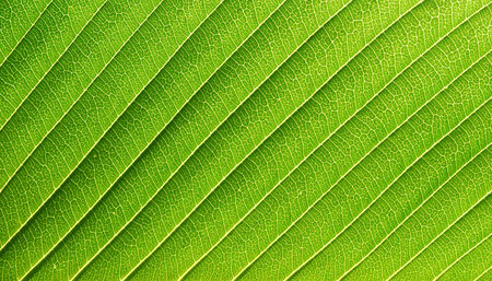 green leaf texture closeupの写真素材